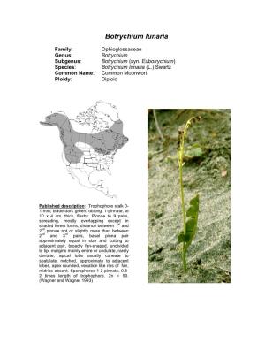 Botrychium Lunaria
