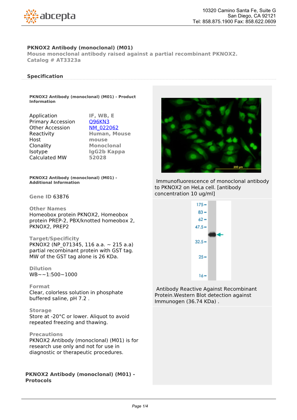 PKNOX2 Antibody (Monoclonal) (M01) Mouse Monoclonal Antibody Raised Against a Partial Recombinant PKNOX2
