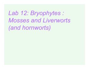 Lab 12: Bryophytes : Mosses and Liverworts (And Hornworts) Bryophytes