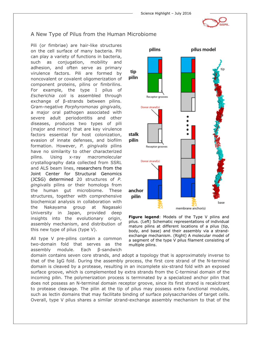 A New Type of Pilus from the Human Microbiome