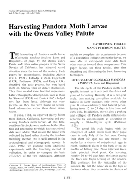 Harvesting Pandora Moth Larvae with the Owens Valley Paiute
