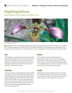 Paphiopedilum Lady’S Slipper Orchid | Paff-Ee-Oh-PED-Ih-Lum