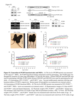 (A) the Level of PCBP4 Protein Was Measured in WT and P53-/- Mefs