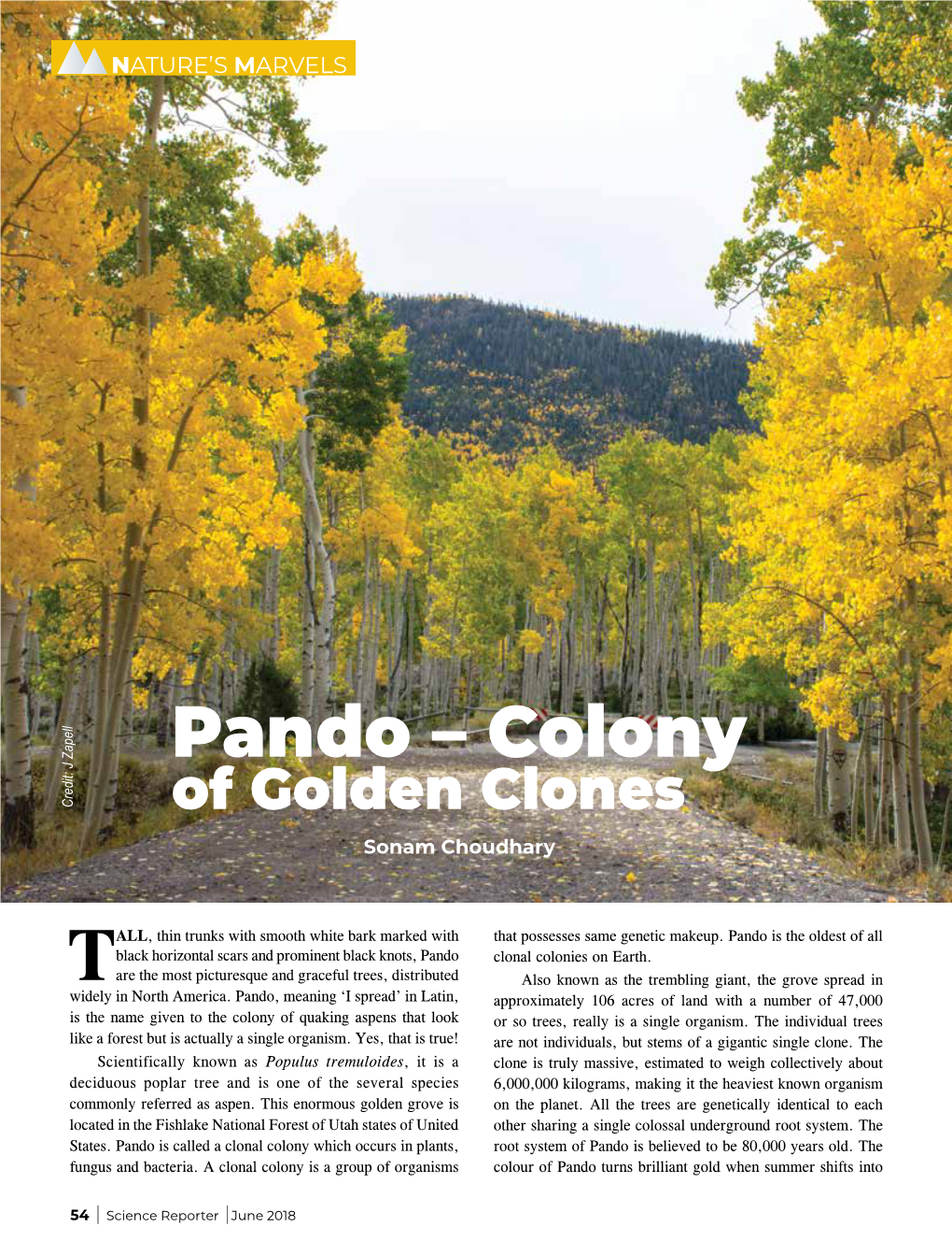 Pando – Colony