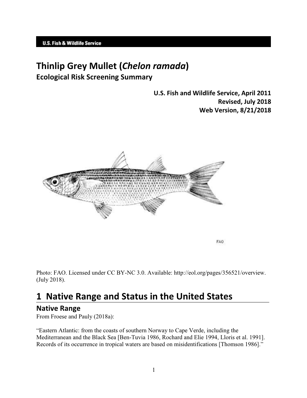 Thinlip Grey Mullet (Chelon Ramada) Ecological Risk Screening Summary