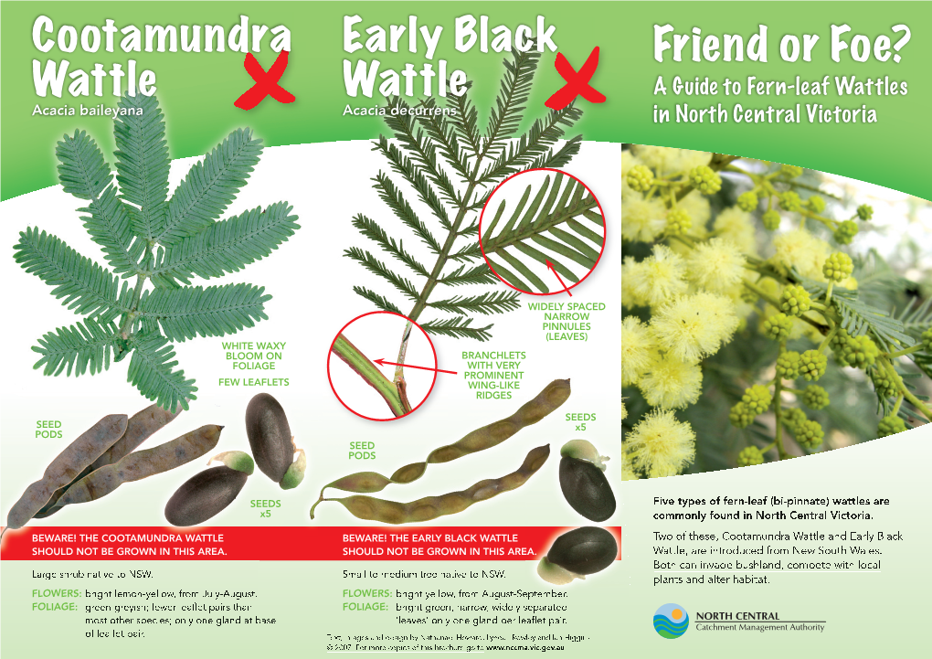 Friend Or Foe? Wattle Wattle a Guide to Fern-Leaf Wattles Acacia Baileyana Acacia Decurrens in North Central Victoria