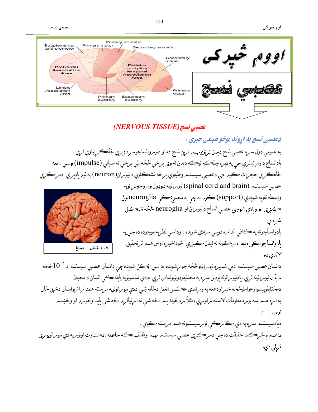 (Neuron) (Spinal Cord and Brain) Neuroglia (Support) Neuroglia