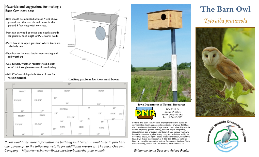 The Barn Owl