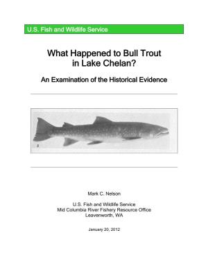 What Happened to Bull Trout in Lake Chelan?