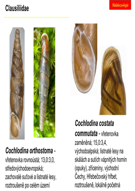 Clausiliidae Malakozoologie