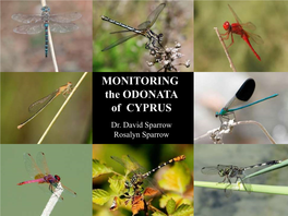 MONITORING the ODONATA of CYPRUS Dr