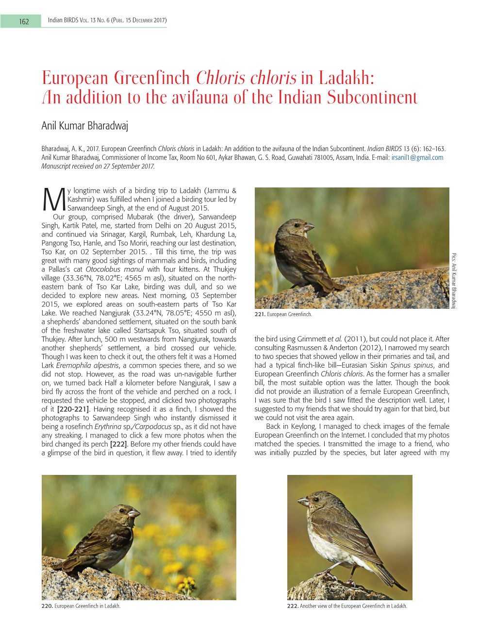 European Greenfinch Chloris Chloris in Ladakh: an Addition to the Avifauna of the Indian Subcontinent