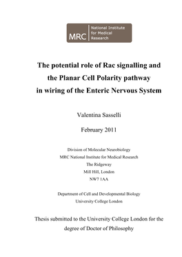 The Potential Role of Rac Signalling and the Planar Cell Polarity Pathway in Wiring of the Enteric Nervous System