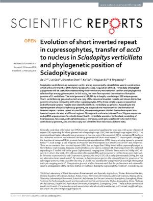 Evolution of Short Inverted Repeat in Cupressophytes, Transfer of Accd To