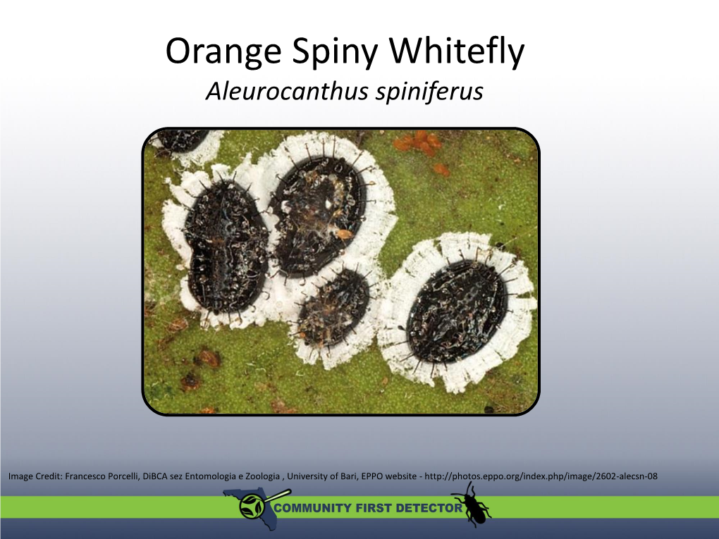 Orange Spiny Whitefly Aleurocanthus Spiniferus