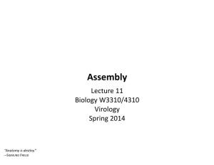 Assembly Lecture 11 Biology W3310/4310 Virology Spring 2014