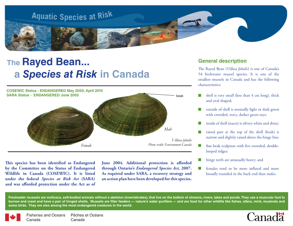 The Rayed Bean... a Species at Risk in Canada