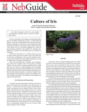 Culture of Iris Anne M
