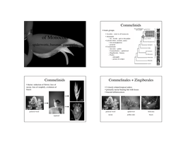 Diversity and Evolution of Monocots