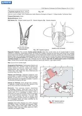 Sepietta Neglecta Naef, 1916 Fig