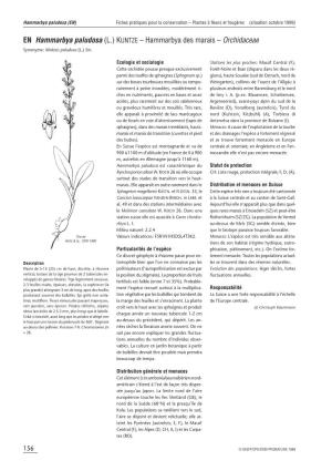 EN Hammarbya Paludosa (L.) KUNTZE – Hammarbya Des Marais – Orchidaceae