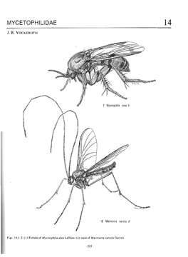 Mycetophilidae 14