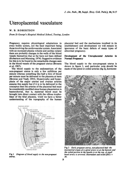 Uteroplacental Vasculature