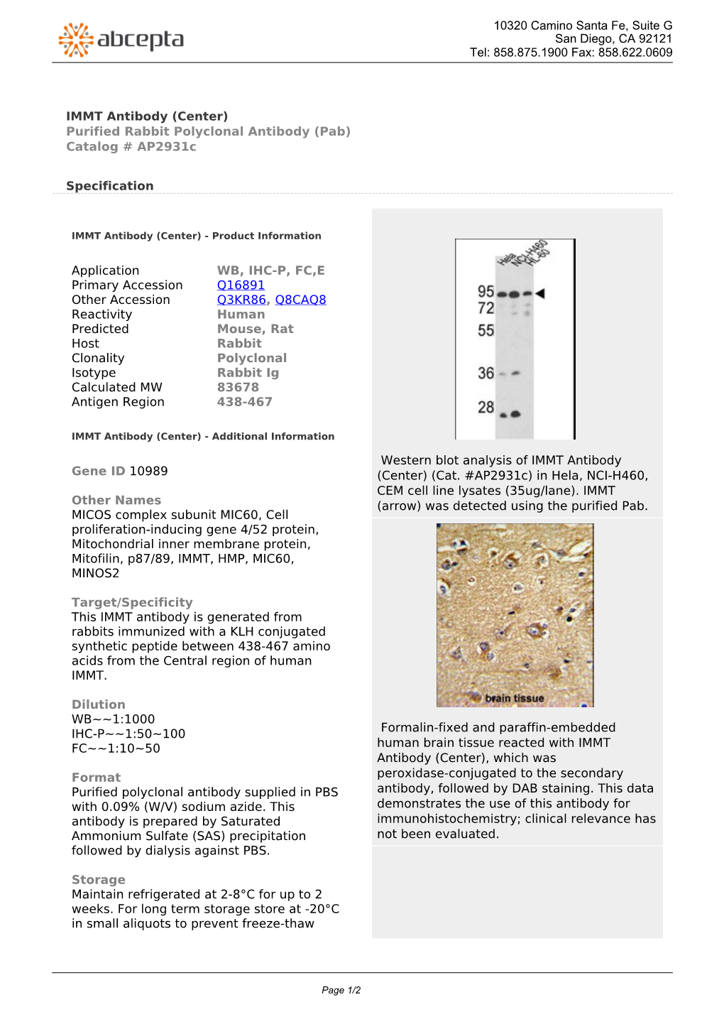 IMMT Antibody (Center) Purified Rabbit Polyclonal Antibody (Pab) Catalog # Ap2931c