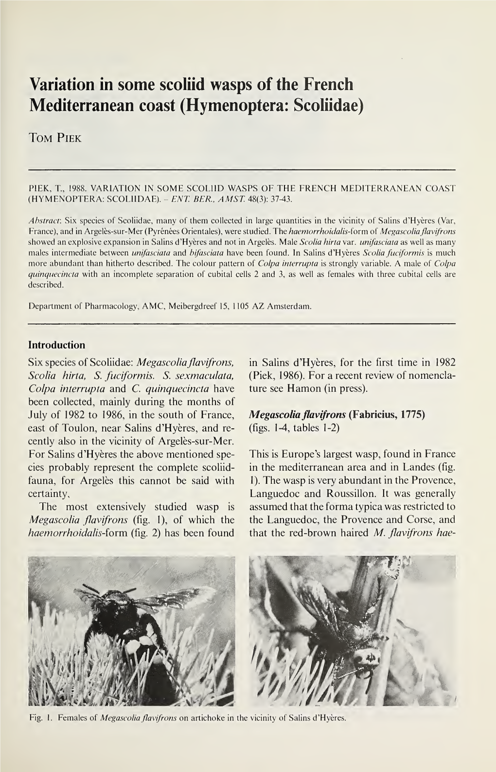 Variation in Some Scoliid Wasps of the French Mediterranean Coast (Hymenoptera: Scoliidae)