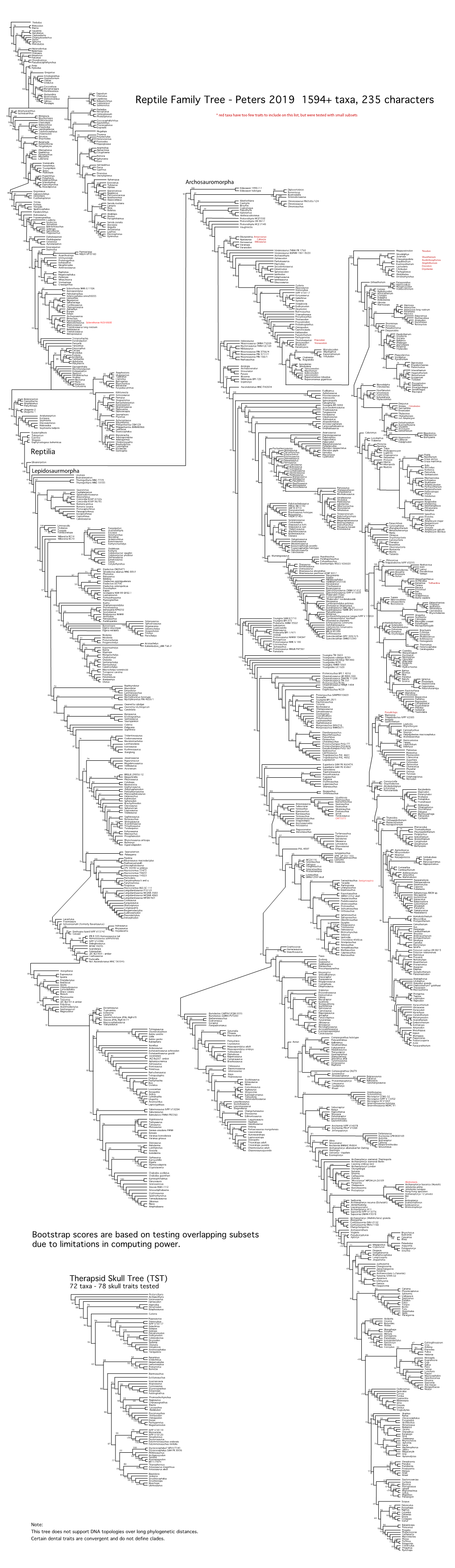 Reptile Family Tree