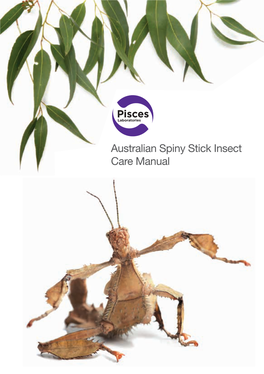 Australian Spiny Stick Insect Care Manual Spiny Stick Insect (Extatosoma Tiaratum) Background This Insect (Kingdom Arthropoda) Is Part of the Order Phasmatodea