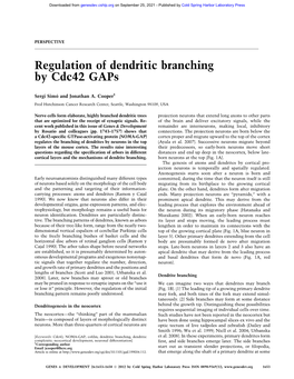 Regulation of Dendritic Branching by Cdc42 Gaps