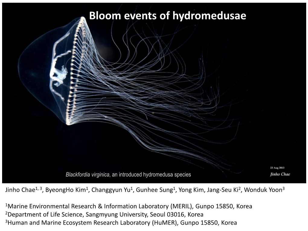 Bloom Events of Hydromedusae