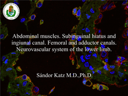 Abdominal Muscles. Subinguinal Hiatus and Ingiunal Canal. Femoral and Adductor Canals. Neurovascular System of the Lower Limb