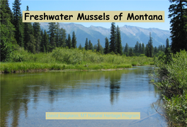 Freshwater Mussels of Montana