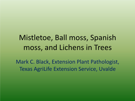Mistletoe, Ball Moss, Spanish Moss, and Lichens in Trees