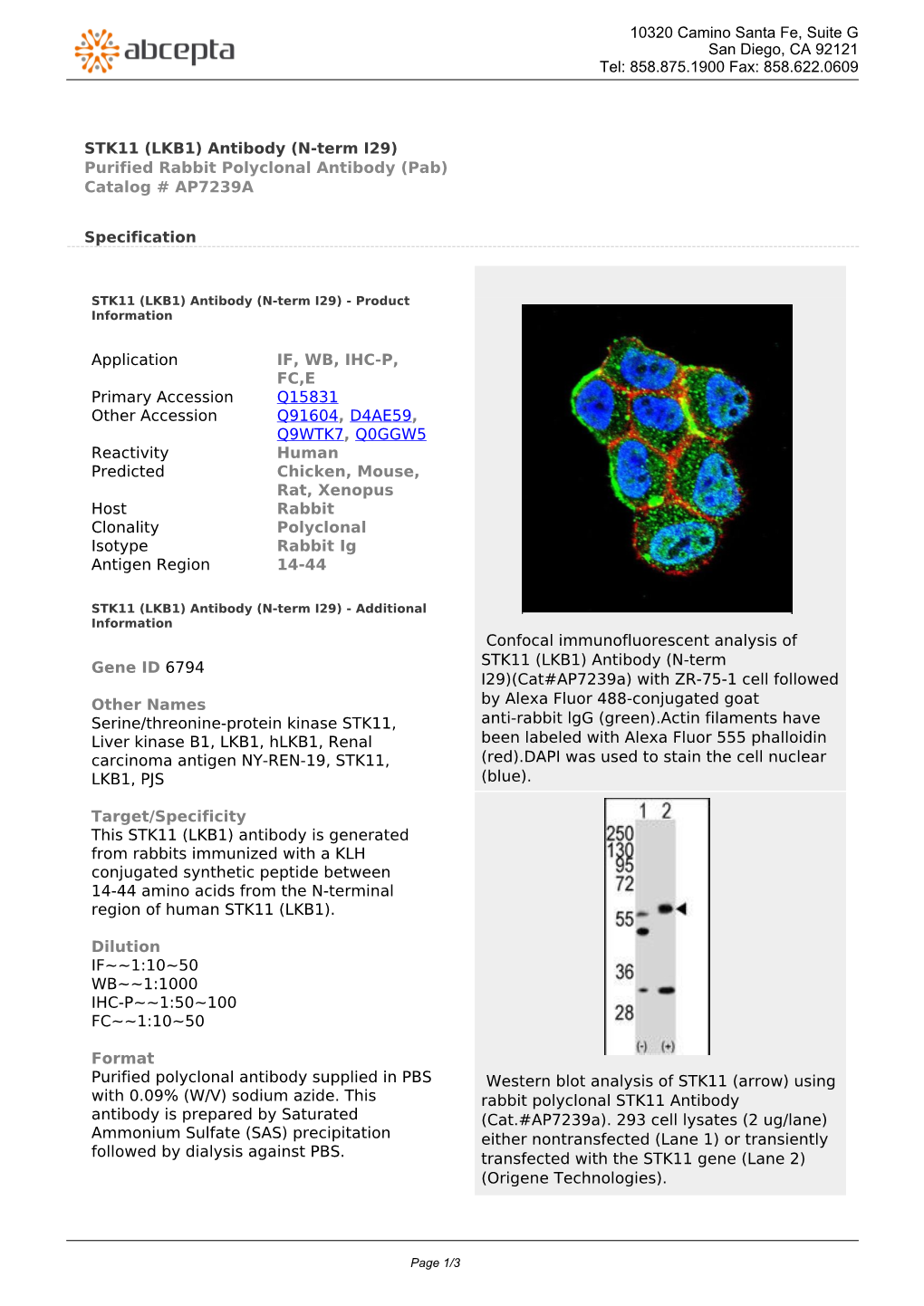 STK11 (LKB1) Antibody (N-Term I29) Purified Rabbit Polyclonal Antibody (Pab) Catalog # AP7239A