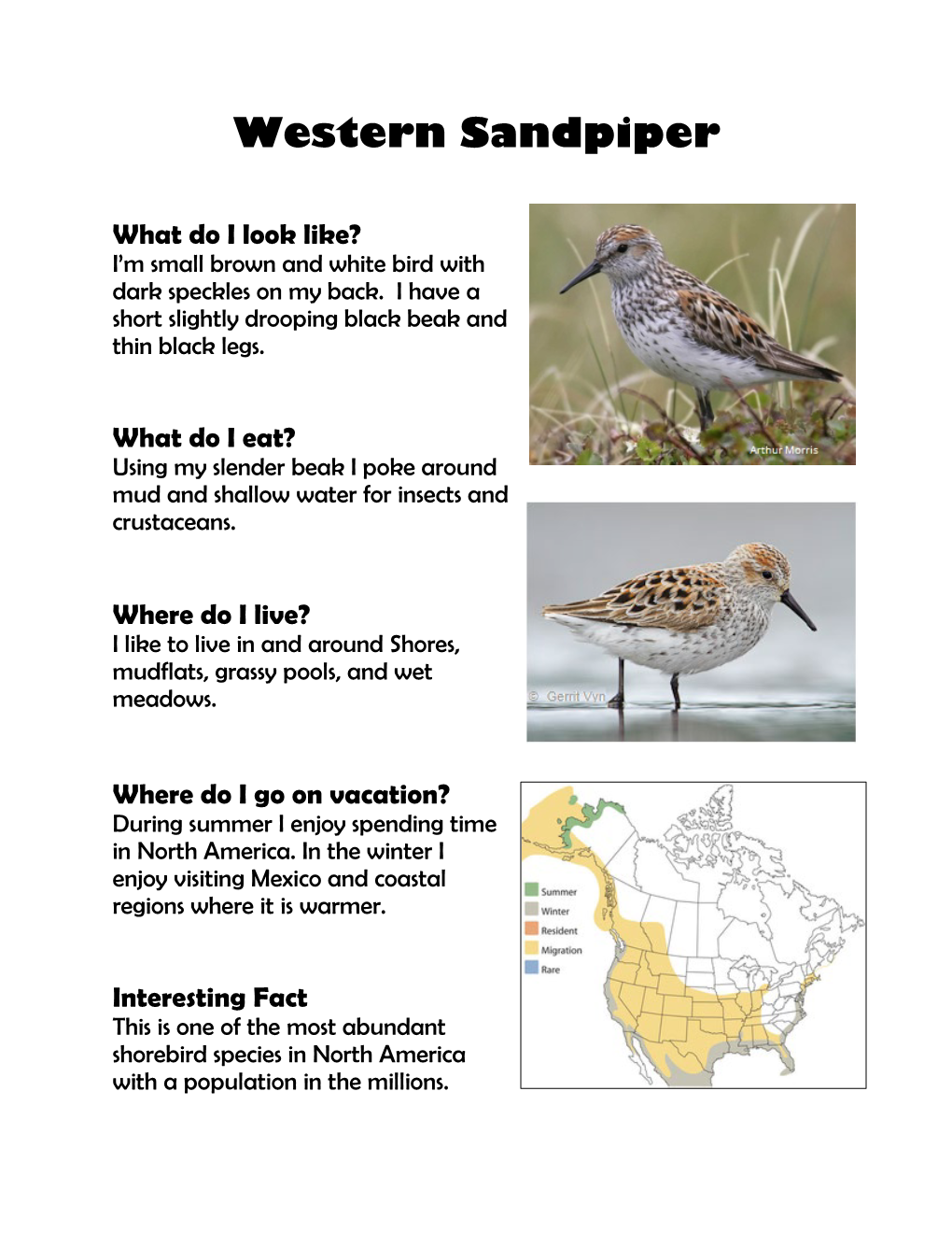 Western Sandpiper