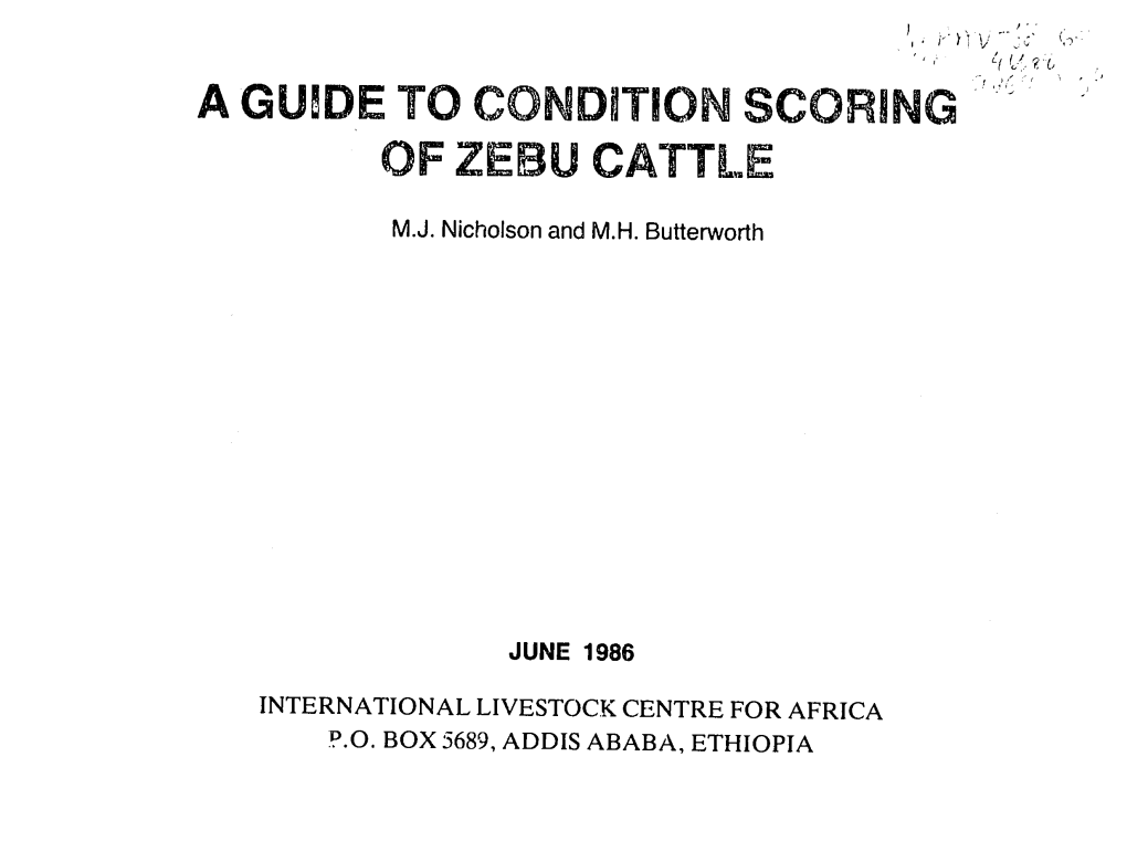 Of Zebu Cattle