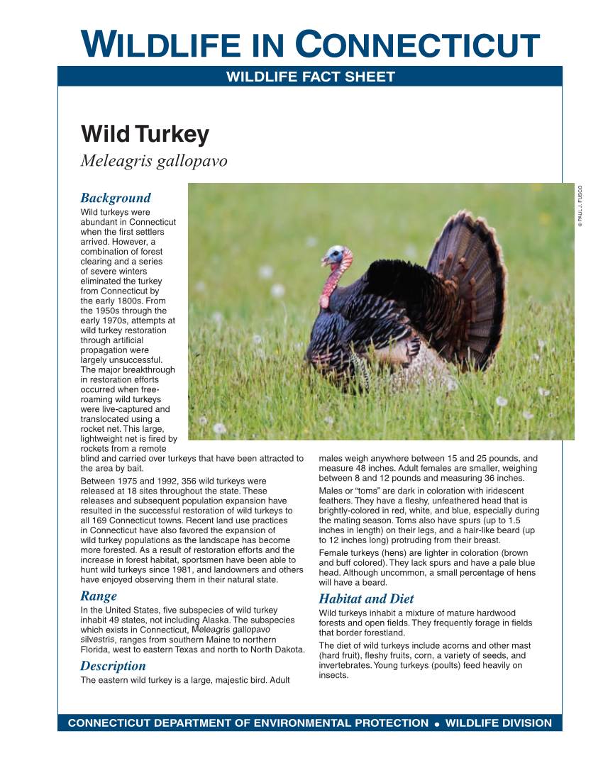 Wild Turkey Fact Sheet