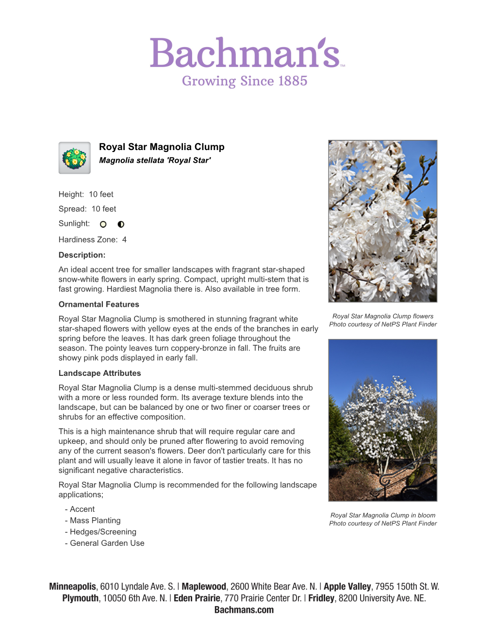 Bachman's Landscaping Royal Star Magnolia Clump