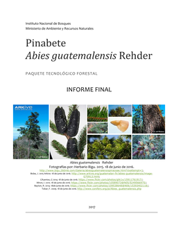 Pinabete (Abies Guatemalensis Rehder)