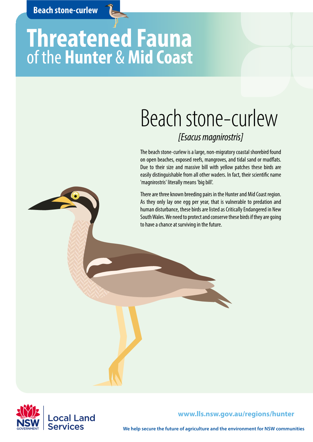 Beach Stone-Curlew Threatened Fauna of the Hunter & Mid Coast