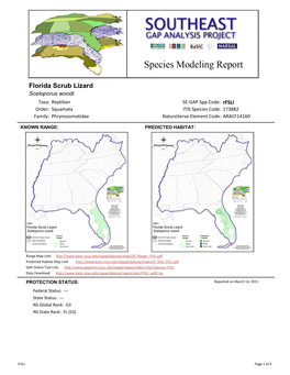 Florida Scrub Lizard