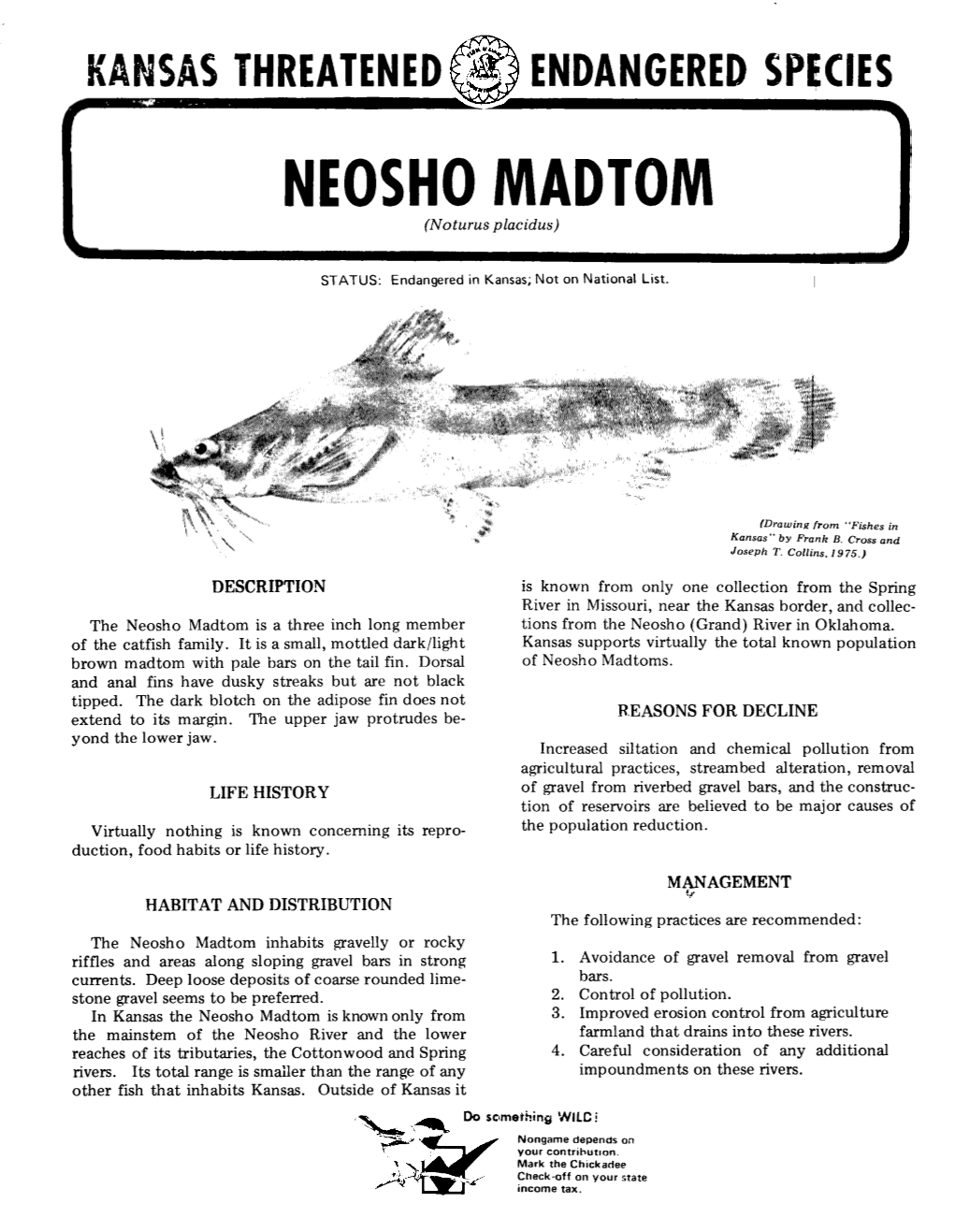 NEOSHO MADTOM (Noturus Placidus)