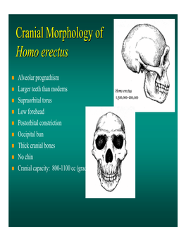 Cranial Morphology of Homo Erectus