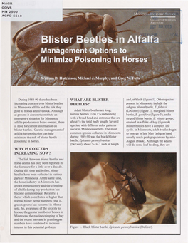 Why Is Concern Increasing Now? What Are Blister Beetles?