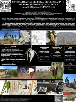 Sistemática Y Biogeografía De Yucca (Agavoideae, Asparagaceae) Laboratorio De Sistemática Vegetal Responsable Dr. Eloy