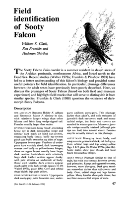 Field Identification of Sooty Falcon William S