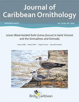 Lesser Black-Backed Gulls (Larus Fuscus) in Saint Vincent and the Grenadines and Grenada